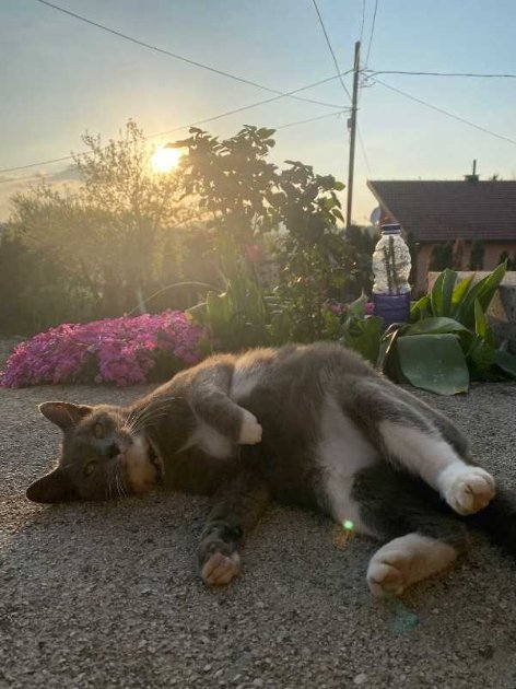 Mirza - Vrtlar, Utovar/istovar, Radnik na rušenju | iNeed.ba