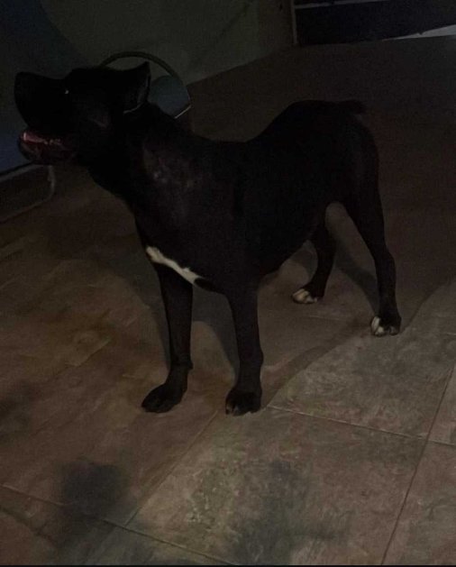 Setanje psa radnim danima u Sarajevo